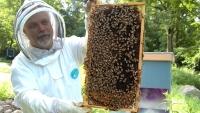 včelař muž beekeeper-682944 1280